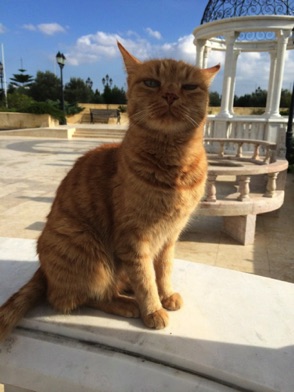 На Мальте много котиков :)